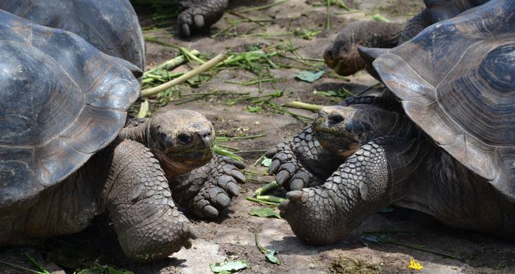 5-Day Galapagos Trip on a Budget - Authentic Ecuador 4