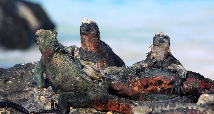 5-Day Galapagos Trip on a Budget - Authentic Ecuador 1