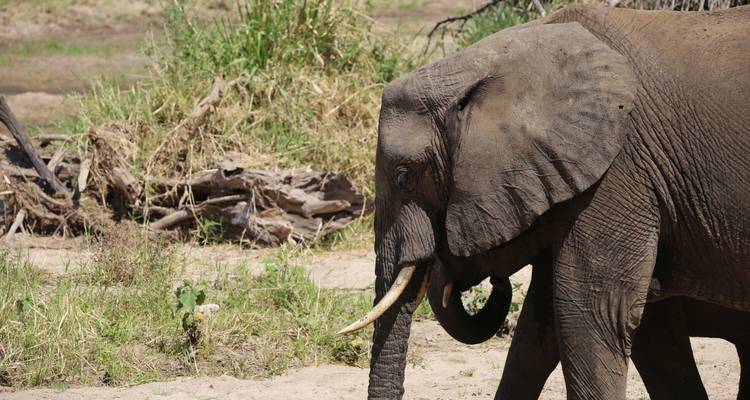 Safari de 3 jours - Petit safari - Packitang Adventure & Safari 4
