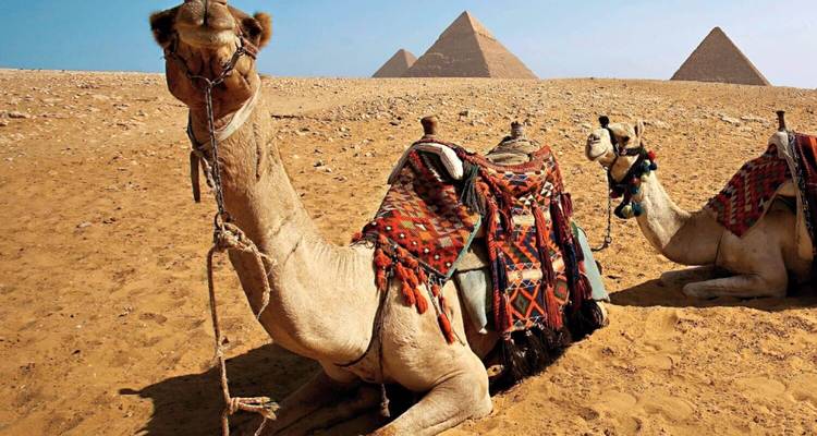 Two camels resting in the desert with pyramids in the background.