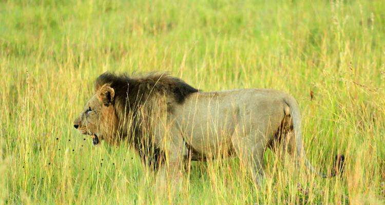 2 Días - Aventura Safari en Camping Reserva de Caza Pilanesberg - Knap Tours Limited 2