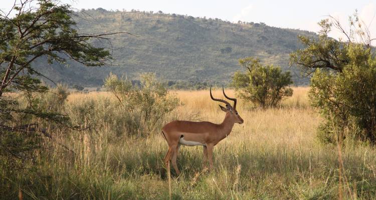 2 Días - Aventura Safari en Camping Reserva de Caza Pilanesberg - Knap Tours Limited 4