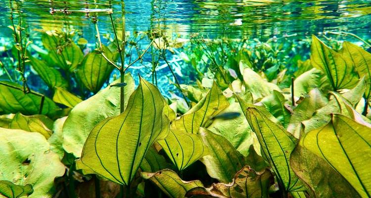 Bonito Eco Adventure (4 jours) - Hi Travel Argentina 1