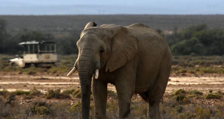2 días - Safari de lujo de los Cinco Grandes en la Reserva de Caza de Inverdoorn - Knap Tours Limited 4