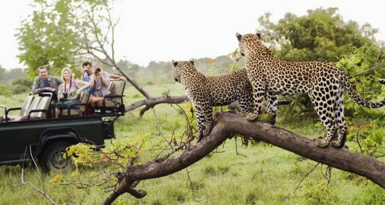 2 jours - Kruger Safari avec nuitée à la rencontre des Big Five - Knap Tours Limited 9