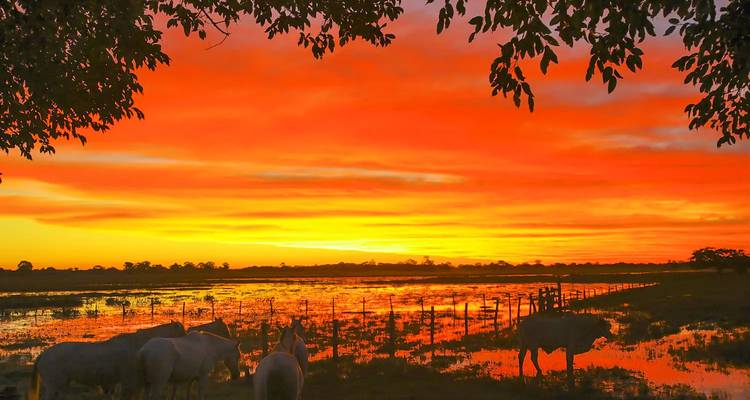 Briljante oranje zonsondergang reflecteert op overstroomd weiland terwijl vee graast in silhouet