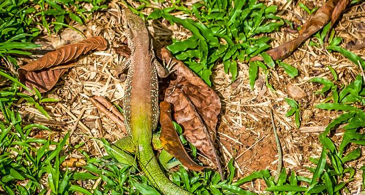 Groene hagedis gecamoufleerd tussen gras en droge bladeren op de bosbodem