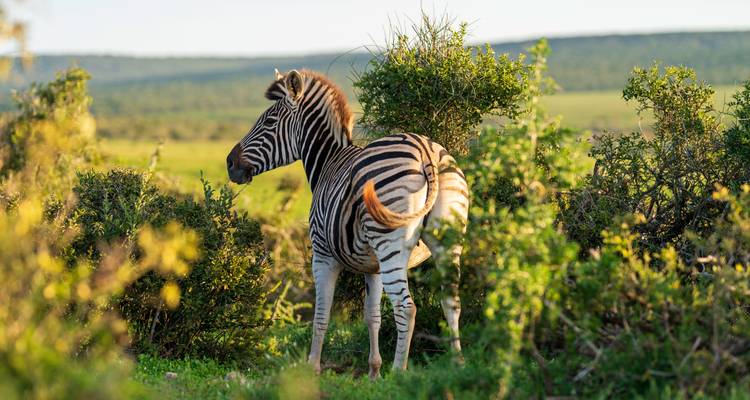 Ein Zebra, das inmitten von Grünzeug steht.