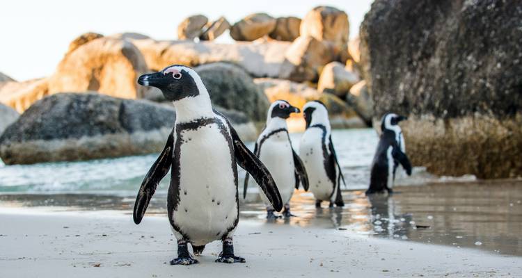 Afrikanische Pinguine, die an einem Sandstrand entlanglaufen.