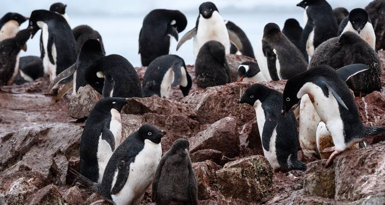 Îles Shetland du Sud et péninsule Antarctique avec options de restauration halal - Albatros Expeditions 6