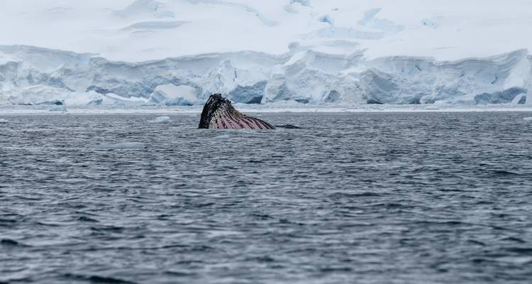 Îles Shetland du Sud et péninsule Antarctique avec options de restauration halal - Albatros Expeditions 8