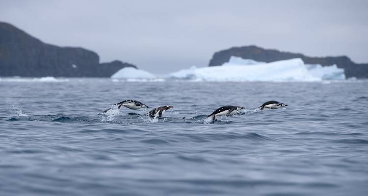 Îles Shetland du Sud et péninsule Antarctique avec options de restauration halal - Albatros Expeditions 9