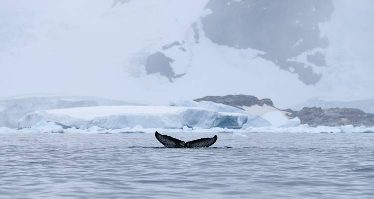 Îles Shetland du Sud et péninsule Antarctique avec options de restauration halal - Albatros Expeditions 10