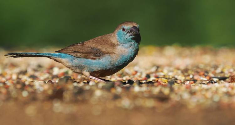 Animal Photography at Eye Level - DIAMIR Erlebnisreisen 5