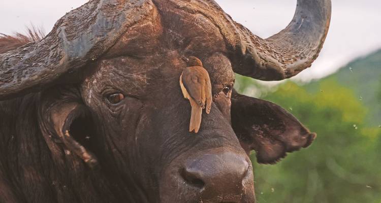 Animal Photography at Eye Level - DIAMIR Erlebnisreisen 3