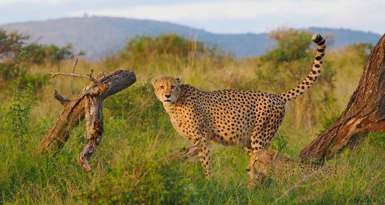 Animal Photography at Eye Level - DIAMIR Erlebnisreisen 7