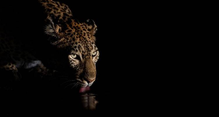 Animal Photography at Eye Level - DIAMIR Erlebnisreisen 9