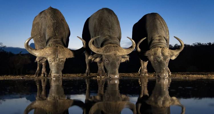 Animal Photography at Eye Level - DIAMIR Erlebnisreisen 10