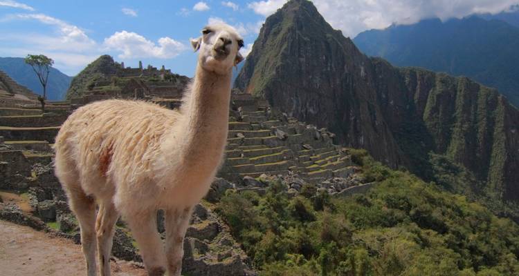 Spirit of Peru with Amazon and Galápagos Cruises Lima → Guayaquil (2026) - APT 10