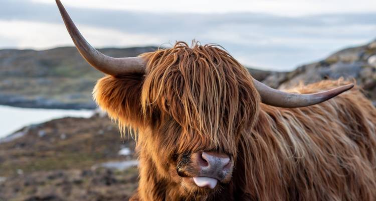 London, Scotland & Ireland: Foggy Roads to Misty Highlands (from London to Cork) - journaway 1