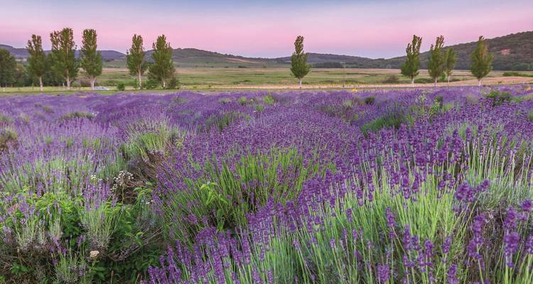 Provence and the French Riviera - Authentic Africa 3