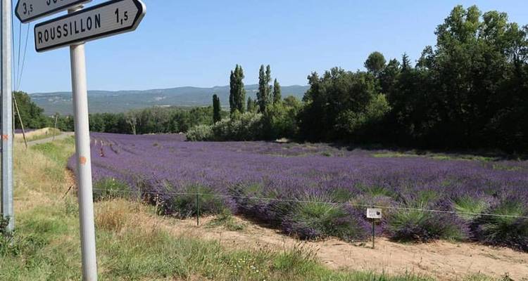 Bike Tour, Provence, France (guided groups) - Authentic Africa 1