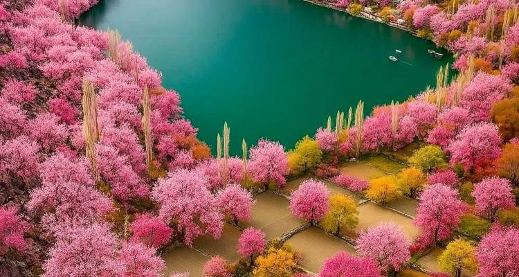 Vibrant aerial of a turquoise lake encircled by pink blossoming trees and terraced fields.