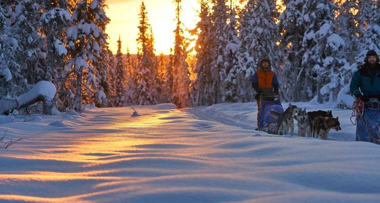 Hundeschlittenteam läuft bei Sonnenuntergang durch verschneiten Wald.