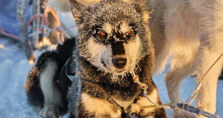 Ein Husky mit bereiftem Fell, der im Schnee ruht.