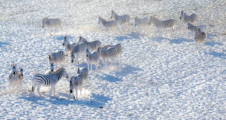 Manada de cebras paradas sobre una superficie blanca de sal.