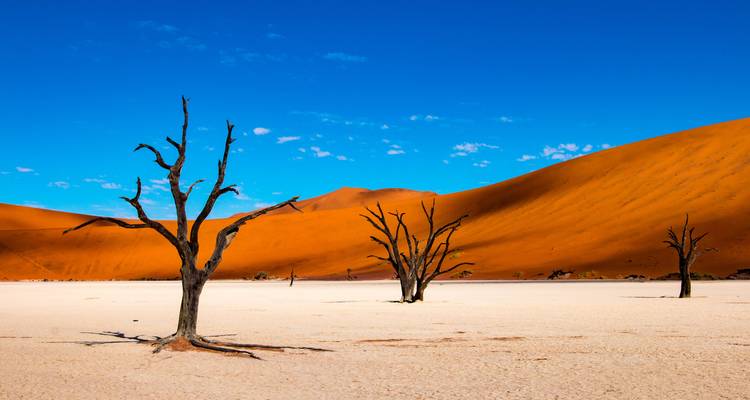 Salinas blancas con árboles muertos y dunas de arena naranja en el fondo.