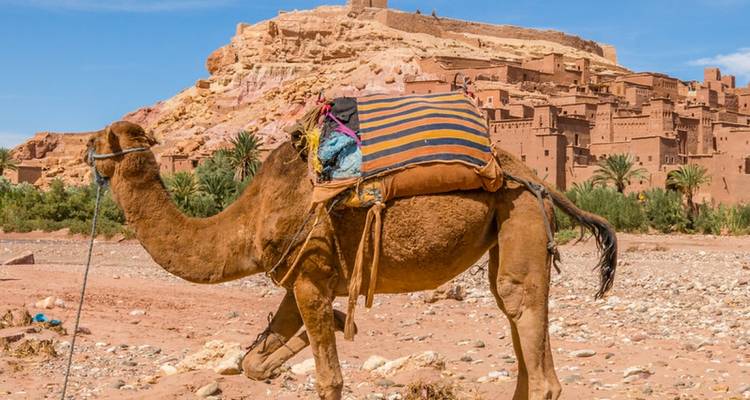 Chameau debout devant la kasbah Aït Benhaddou.