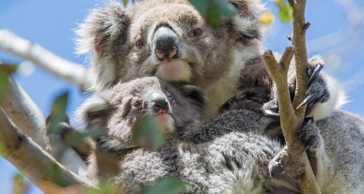 3 Day Melbourne to Adelaide Overland Adventure Tour (Accommodated) - Autopia Tours 8