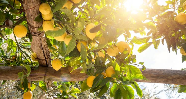 Citronnier lumineux avec la lumière du soleil filtrant à travers les feuilles.