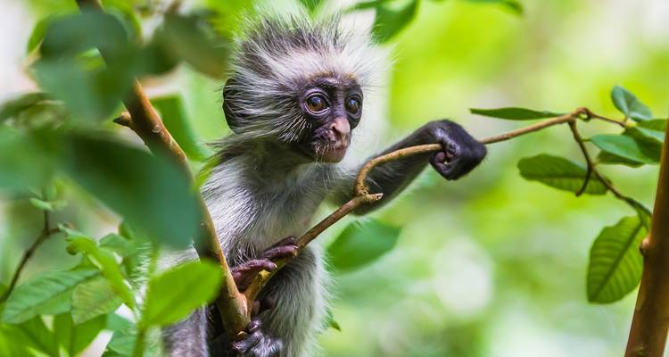 Cape Town, Kenya & Zanzibar: Safari Nights to Island Vibes - journaway DACH 5