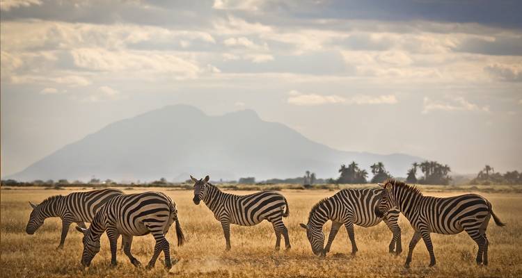Cape Town, Kenya & Zanzibar: Safari Nights to Island Vibes - journaway DACH 1