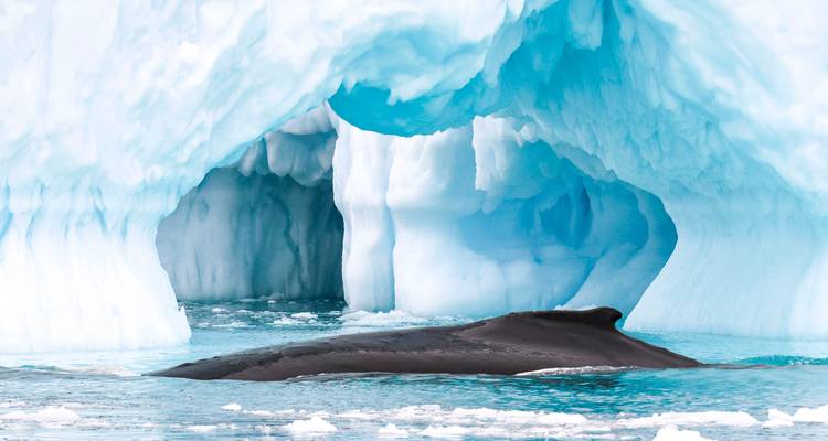 Groenland occidental complet (y compris le vol aller simple de Copenhague à Kangerlussuaq) - Albatros Expeditions 10
