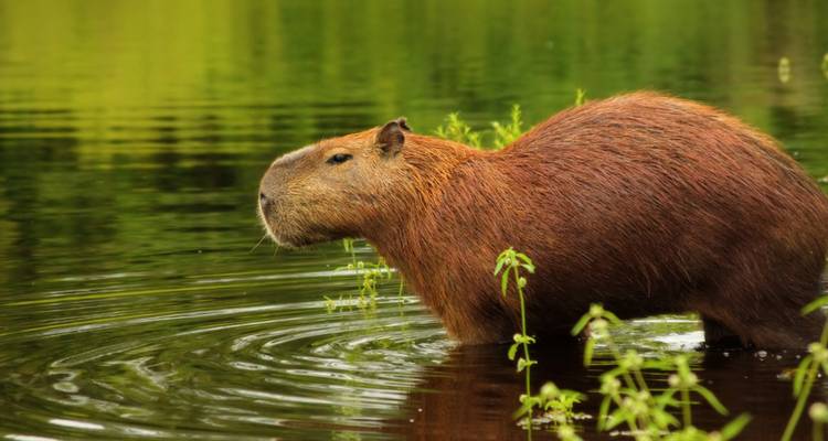 Aventure écologique Bonito et Pantanal (7 jours) - Hi Travel Argentina 3