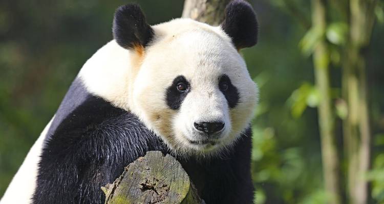 Wild China - DIAMIR Erlebnisreisen 2