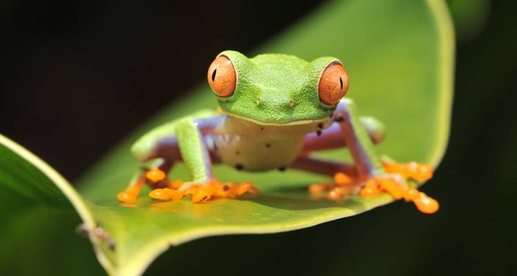 Expérience à la Costa Rica (7 destinations) - Intrepid Travel 5