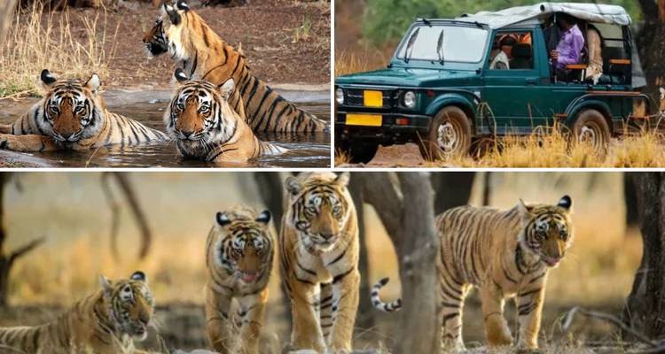 8-Day Golden Triangle Heritage Tour with Taj Mahal, Jaipur Palaces & Ranthambore Wildlife Safari - SafeHands Travels 8