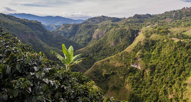 Lush green canyon view with mountains in the distance.