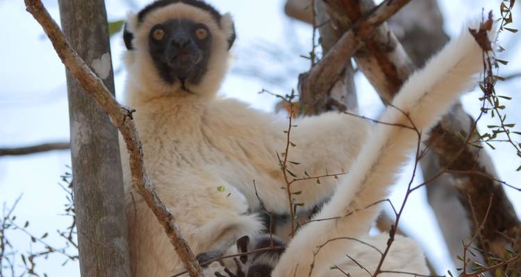 17 JOURS D'EST EN OUEST, JUSQU'AU RN7 - Sifaka Voyages 5