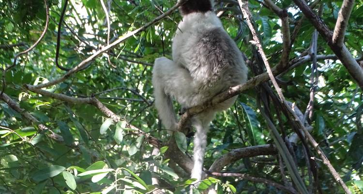 17 JOURS D'EST EN OUEST, JUSQU'AU RN7 - Sifaka Voyages 9