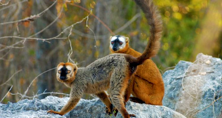 17 JOURS D'EST EN OUEST, JUSQU'AU RN7 - Sifaka Voyages 10