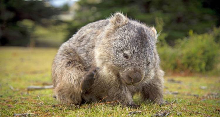 Highlights of Tasmania's East Coast - DIAMIR Erlebnisreisen 2