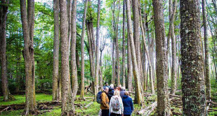 Groupe de randonneurs debout parmi de grands arbres dans un environnement forestier.