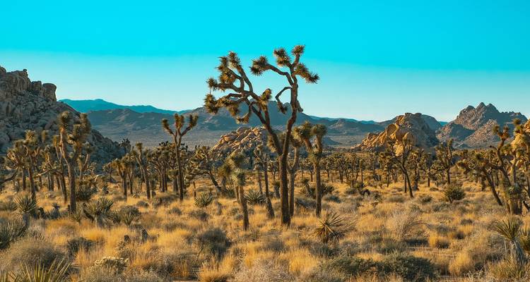 Palm Springs, Joshua Tree & Death Valley - 6 days - On The Go Tours 3