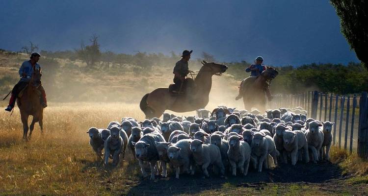Shepherds herding sheep in a mountainous area.