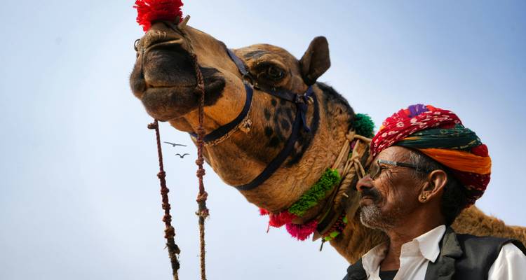 Indian wildlife safari with puhkar fair - Vijay India Tours 5
